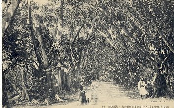 18 ALGER - Jardin d'Essai - Alle des Figus