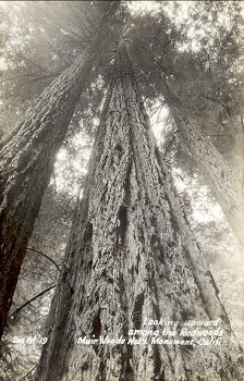 Zan M.19 Looking upward among the Redwoods Muir Woods Nat'l Monument, Calif.