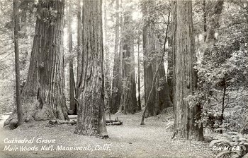 Zan M.62 Cathedral Grove Muir Woods Nat'l. Monument, Calif.