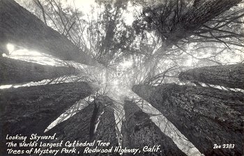 Zan 2283 Looking Skyward. The World's Largest Cathedral Tree Trees of Mystery Park, Redwood Highway, Calif.