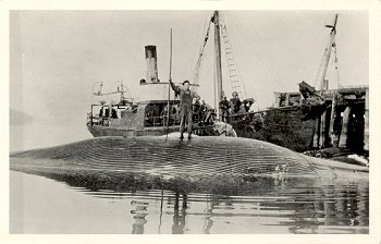 Postcard of Finback Whale