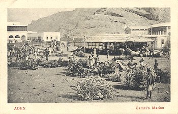 Aden Camel's Market