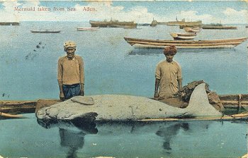 Mermaid taken from Sea. Aden