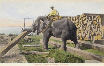 Elephants working timber, Rangoon.