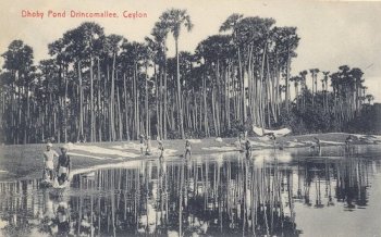 Dhoby Pond Drincomallee, Ceylon