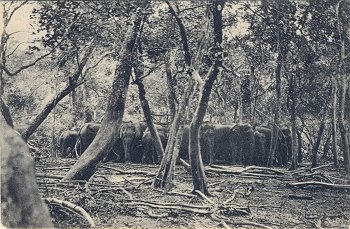 Herd of wild Elephants in Jungle