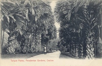 Talipot Palms, Peradeniya Gardens, Ceylon