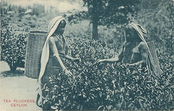 Tea Pluckers, Ceylon.