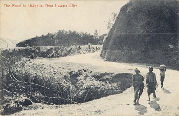 The Road to Hakgalla, Near Nuwara Eliya.