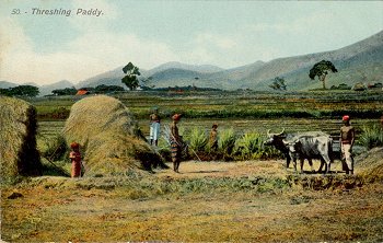 50 - Threshing Paddy.