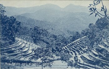 Rice fields and distant views of Hills.