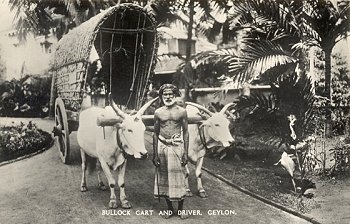 No. 47 Bullock Cart and Driver, Ceylon