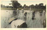 Paddy Planting