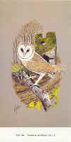 Barn Owl