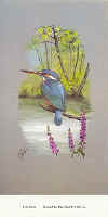 Kingfisher