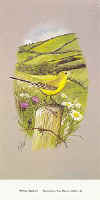 Yellow Wagtail