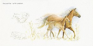 Pony and Foal