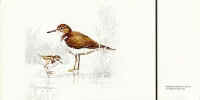 Common Sandpiper