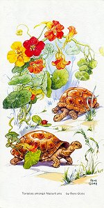 Tortoises amongst Nasturtiums