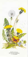 Dandelion, Speedwell, Butterfly - Small Tortoiseshell