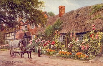 Hollyhocks, Cropthorne Nr. Evesham.