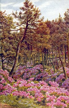 Rhododendrons Branksome Chine Bournemouth