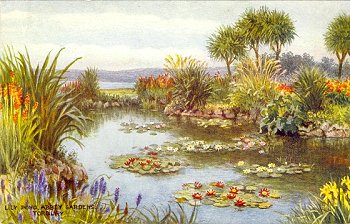 Lily Pond, Abbey Gardens, Torquay.