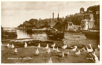 Seagulls at Brixham. 93744